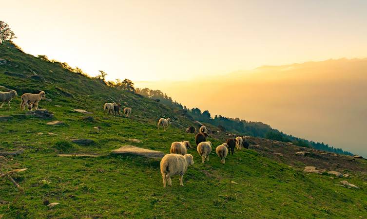 hotels near  kasol